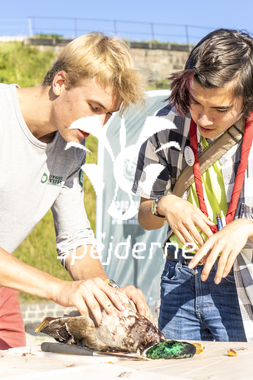 Åbning af Ungdomsøen