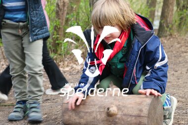 Bævere hos Bispebjergspejderne