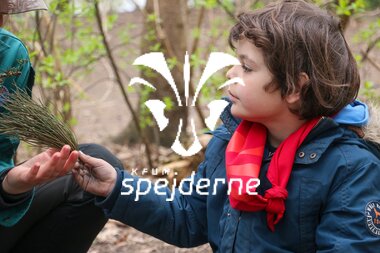 Bævere hos Bispebjergspejderne