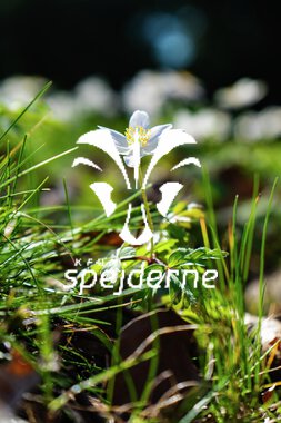 ULK73 - UDVALGT-4.JPG