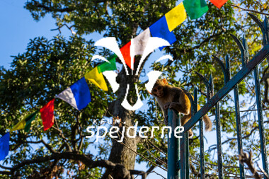 Nepal Jan 2024- Ole Thye Gram - Udvalgt-10.JPG