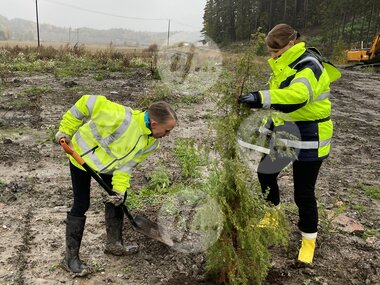 If-editorial-planting-a-tree-risk-consulting-magazine