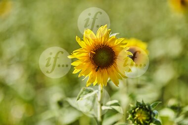 If-editorial-ncc-kielo-risk-consulting-magazine