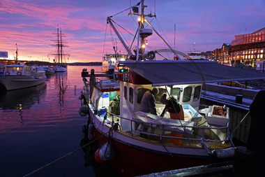 Dagens fangst på Rådhusbrygga