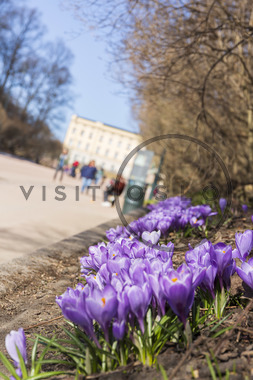 Vår på Karl Johans gate