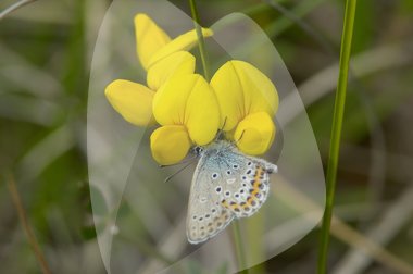 Kællingetand med en blåfugl
