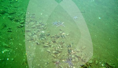 Muslingeskrab havbund