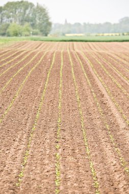 Field with Young beets