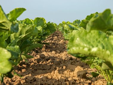 beet row