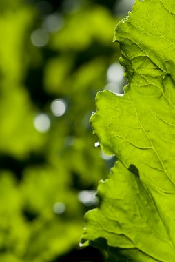 Leaves of Sugar Beet