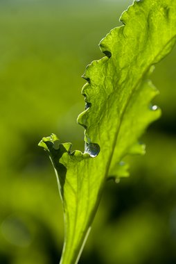 Leaves of Sugar Beet