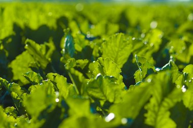 Leaves of Sugar Beet