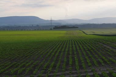Beet cultivation in Germany 2010