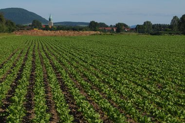 Beet cultivation in Germany 2010