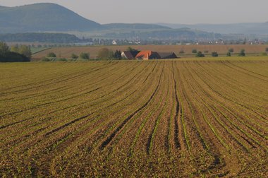 Beet cultivation in Germany 2010
