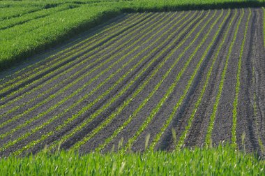 Beet cultivation in Germany 2010