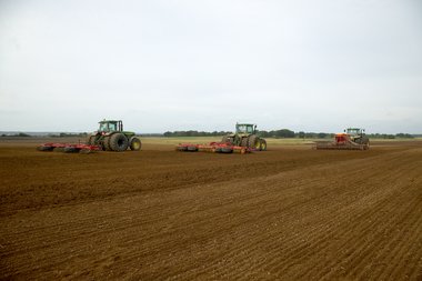 Drilled beet field