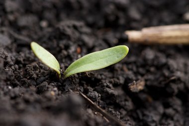 Young beet on field, 04/2010