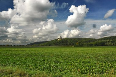 Sugar Beet Fields in Northern Germany, 09/2008