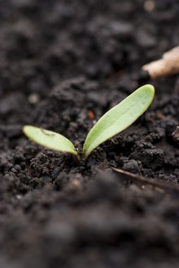 Young beet on field, 04/2010
