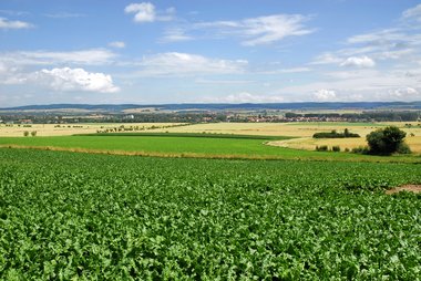 Sugar Beet Fields in Northern Germany, 09/2008