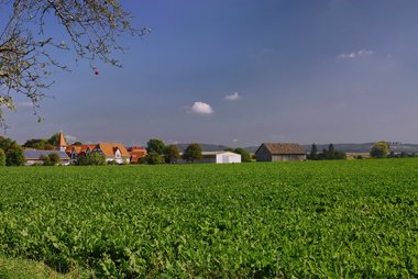 Sugar Beet Fields in Northern Germany, 09/2008