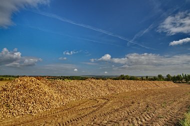 Sugar Beet Harvest in Northern Germany, 10/2011
