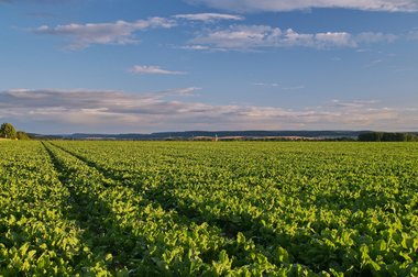 Sugar Beet Field in Northern Germany, 10/2011