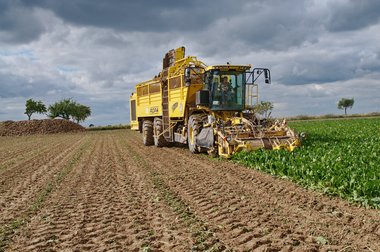 Sugar Beet Harvest in Northern Germany, 10/2011