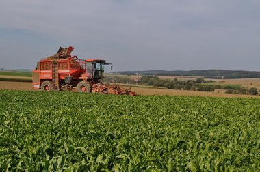 Sugar Beet Harvest in Northern Germany, 10/2011