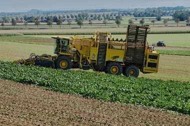 Sugar Beet Harvest in Northern Germany, 10/2011