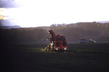 Sugar Beet Harvest in Northern Germany, 2010