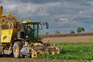 Sugar Beet Harvest in Northern Germany, 10/2011