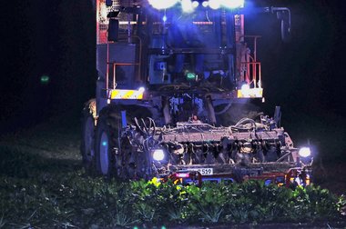Sugar Beet Harvest in Northern Germany, 2010