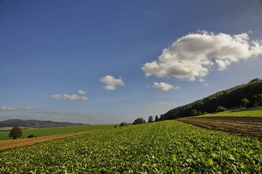Sugar Beet Harvest in Northern Germany, 2010