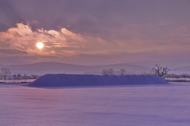 beet clamp in winter