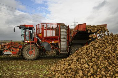 Sugar Beet Harvest in Northern Germany, 2010