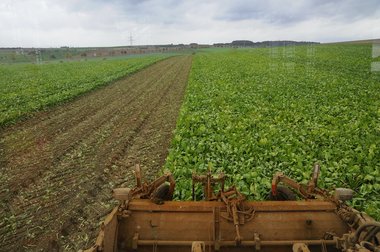 Sugar Beet Harvest in Northern Germany, 2010