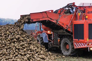 Sugar Beet Harvest in Northern Germany, 2010