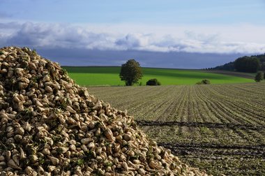 Sugar Beet Harvest in Northern Germany, 2010