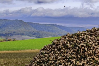 Sugar Beet Harvest in Northern Germany, 2010
