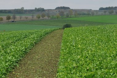 Sugar Beet Harvest in Northern Germany, 2010