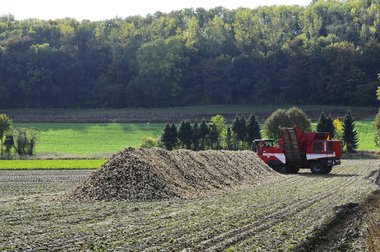 Sugar Beet Harvest in Northern Germany, 2010