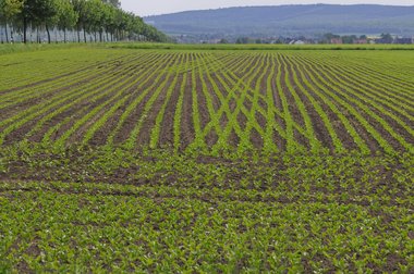 Sugar Beet Field in Northern Germany, 2011