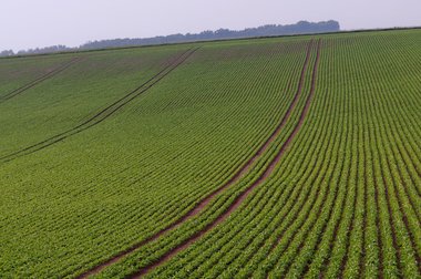 Sugar Beet Field in Northern Germany, 2011