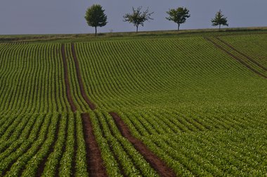 Sugar Beet Field in Northern Germany, 2011