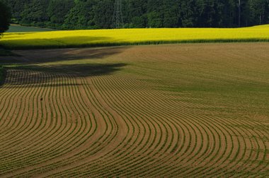 Sugar Beet Field in Northern Germany, 2011