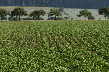 Sugar Beet Field in Northern Germany, 2011