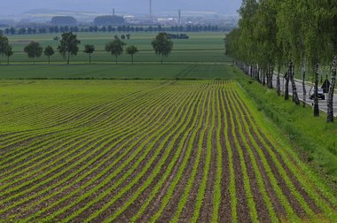 Sugar Beet Field in Northern Germany, 2011