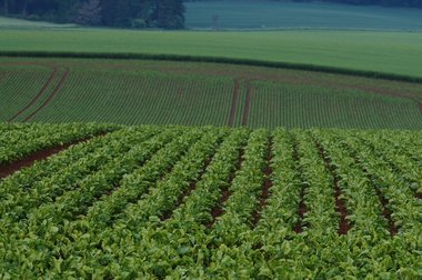 Sugar Beet Field in Northern Germany, 2011